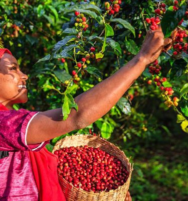 12 Days Coffee Tour in Ethiopia